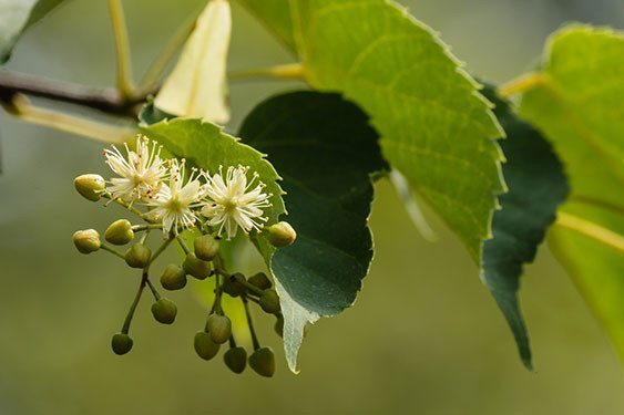 Lipa kwiat >> Dowiedz się więcej