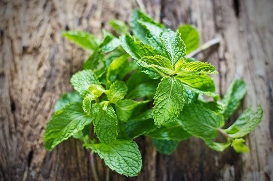 Miętowe ciasteczka od cotakpachnie.com.pl