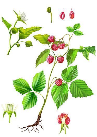 liść maliny