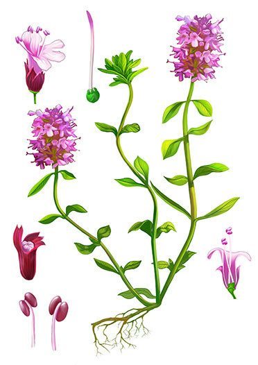 macierzanka piaskowa