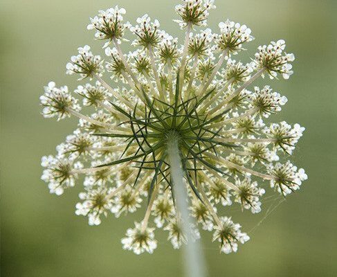 Nasiona marchewki – pyszne, zdrowe i&nbsp;pomysłowe!